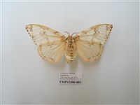 藏品(波斑毒蛾)的圖片